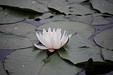 《动物派对》更新开发日志 计划年内发售